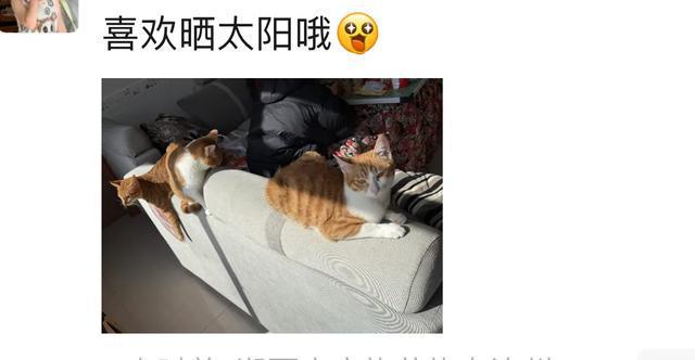 赶上人住酒店了！”有宠物酒店600一天AG真人游戏平台“春节宠物寄养价格快(图3)